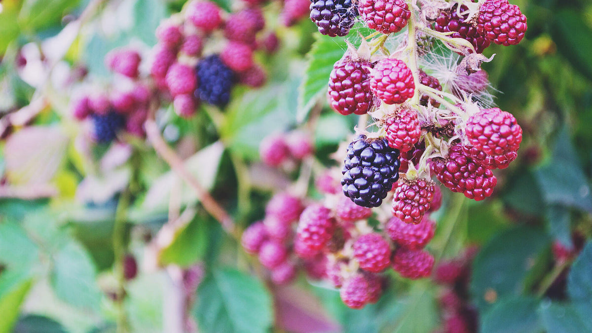 Spindrift Spotlight: About Our Farm-Sourced Blackberries